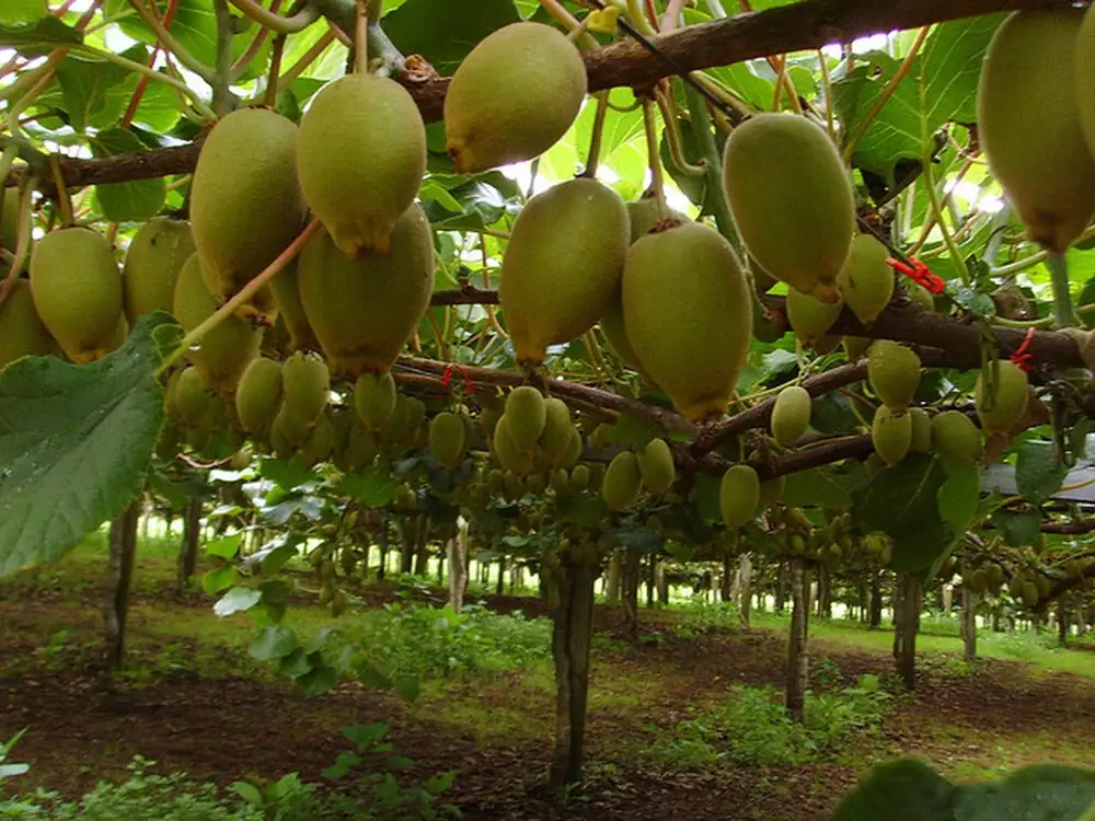 Albert Heijn vende kiwiberries: parecen uvas pero saben a kiwi dulce