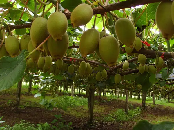 Albert Heijn sells kiwiberries: they look like grapes but taste like sweet kiwi