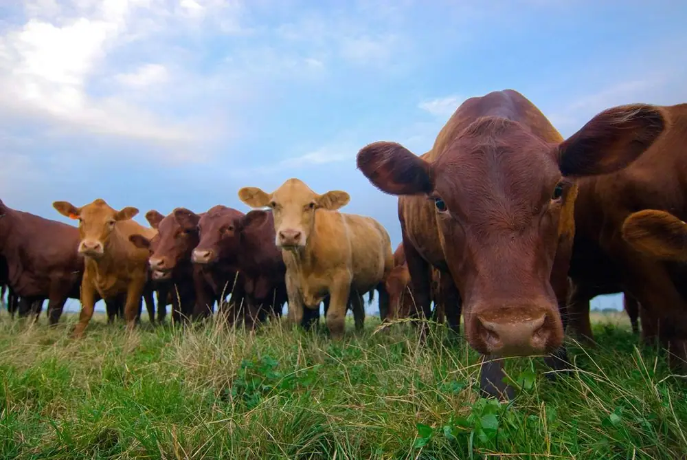 Startup Summer Technologies aims to make grass-fed livestock more manageable