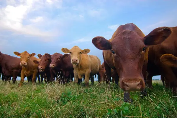 Startup Summer Technologies aims to make grass-fed livestock more manageable