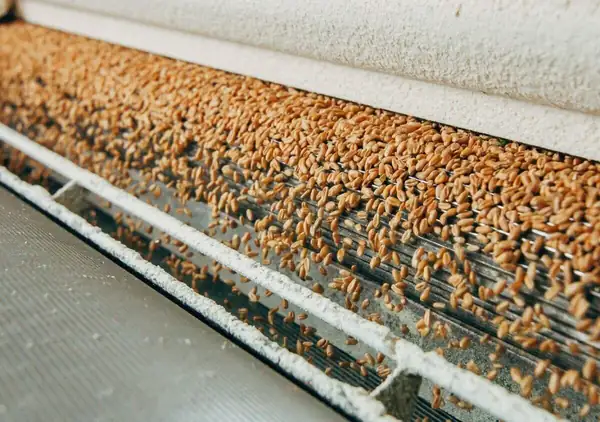 Amber Wave Launches Production at Wheat Protein Facility Set to Become the Largest in North America