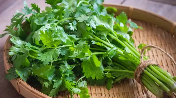 The smell and color that indicate a good bunch of fresh cilantro