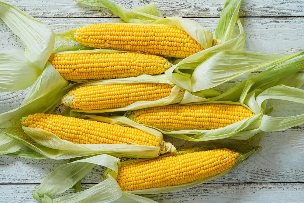 How to Store Corn on the Cob So It Stays Sweet and Fresh