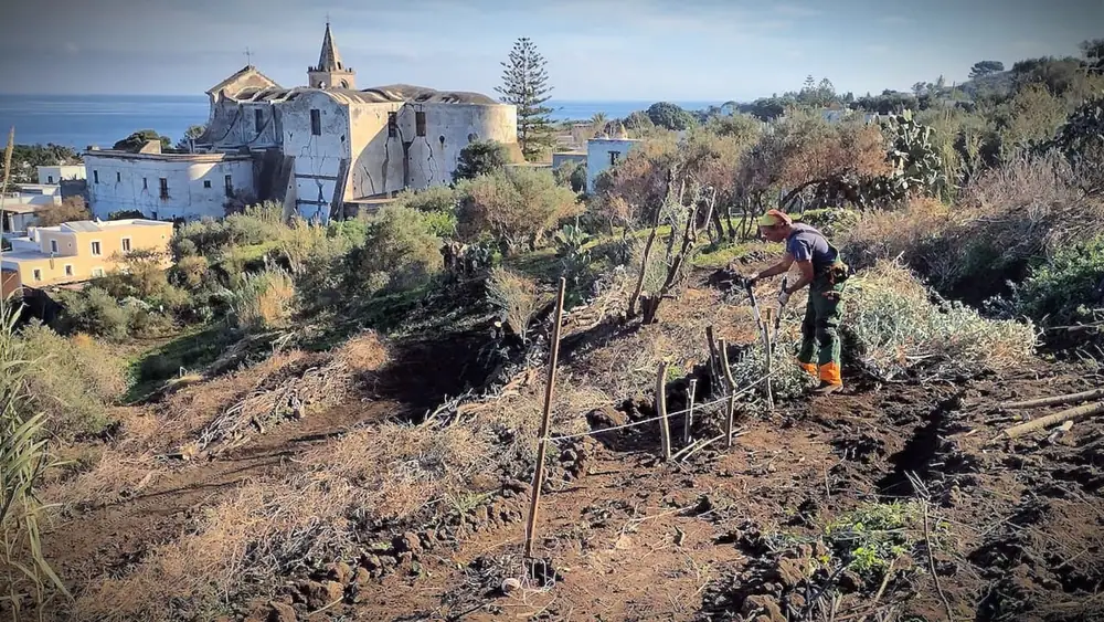 En Stromboli, los olivos ayudan a restaurar la tierra, la comunidad y la tradición