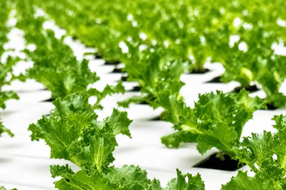 As heat waves hit Europe, Staay offers an alternative to traditional iceberg lettuce