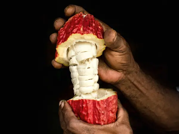 The Future of $10 Chocolate