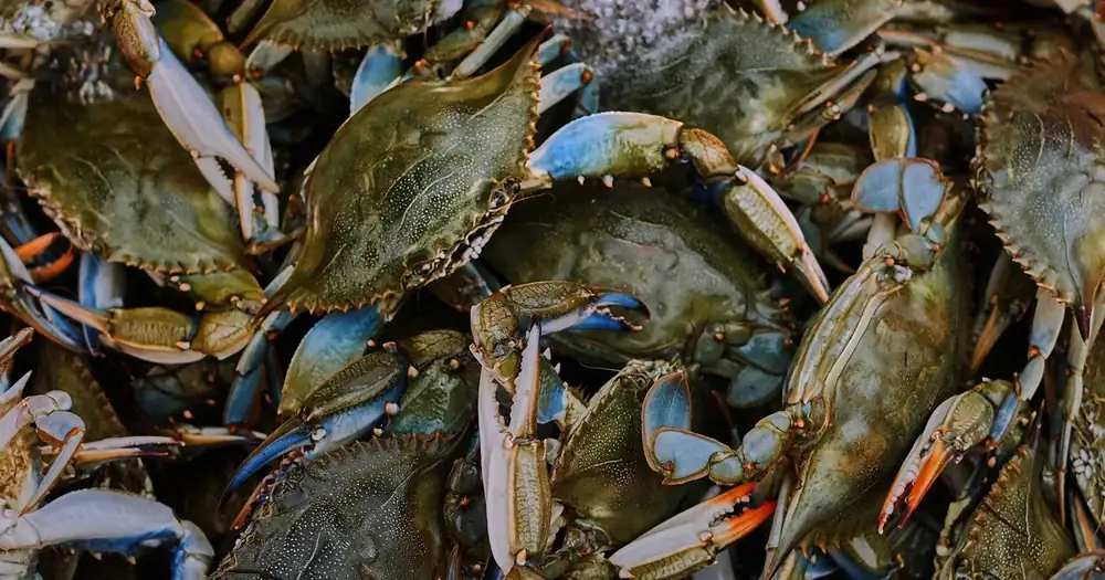 Italy has started exporting a delicacy prized abroad, reviled at home