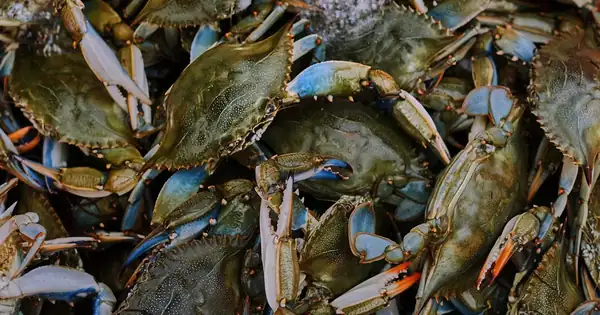 Italy has started exporting a delicacy prized abroad, reviled at home