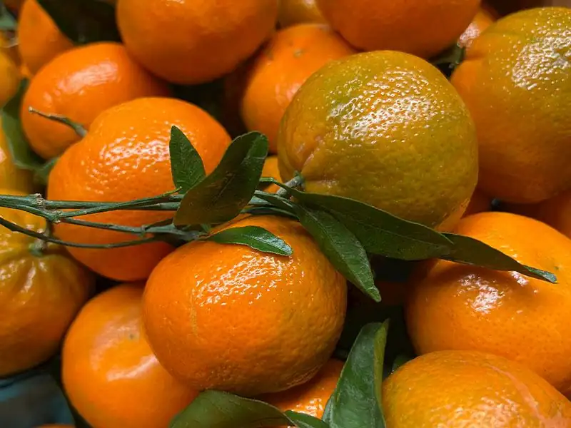 Why do tangerines get moldy so quickly?