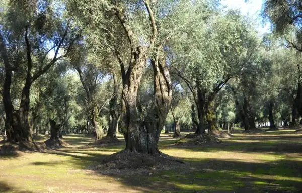 Lollobrigida to olive growers: “We're working to find solutions to the sector's challenges.”