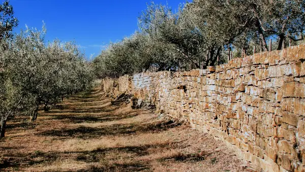 Slovenian Producer Plans Olive Grove Glamping After Ninth Straight NYIOOC Gold