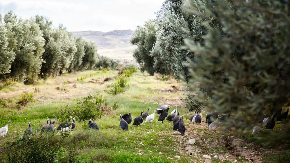 Sustainable Practices Help North African Producers Triumph in Tough Season