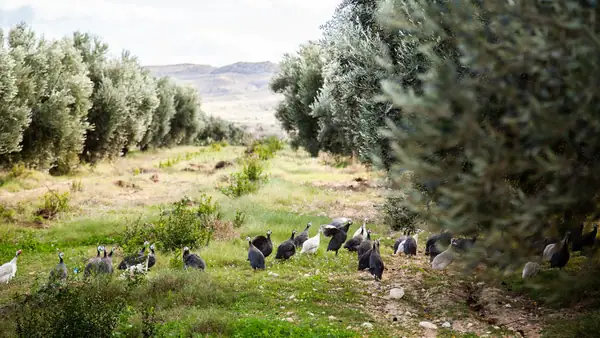 Las prácticas sostenibles ayudan a los productores del norte de África a triunfar en una temporada difícil