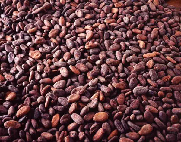 Barry Callebaut moves beyond chocolate to drive growth