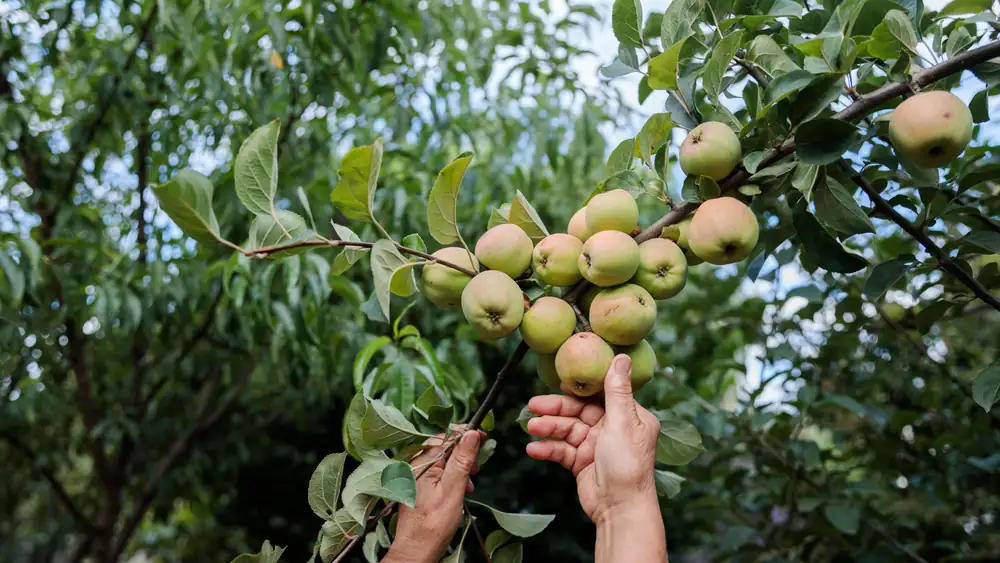 UK apple operators shift to agritainment as domestic harvest volumes bypass export scales