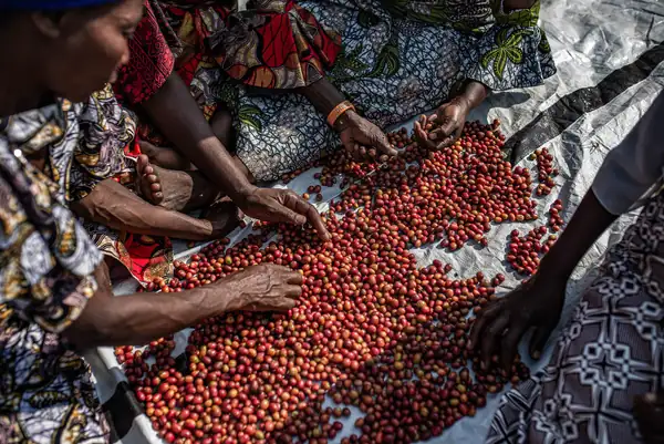 Best of Congo Cooperatives regresa con 34 lotes trazables de alta calidad
