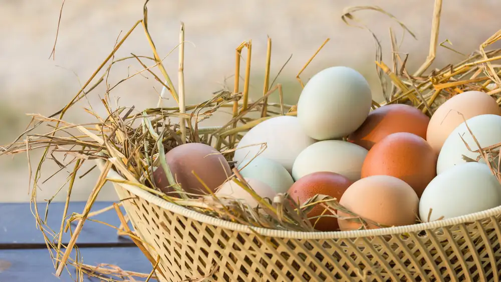 Can You Eat Purple Eggs?