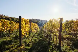 How wine can adapt to a changing climate