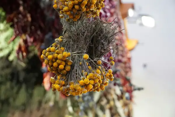 How do we use wild plants?