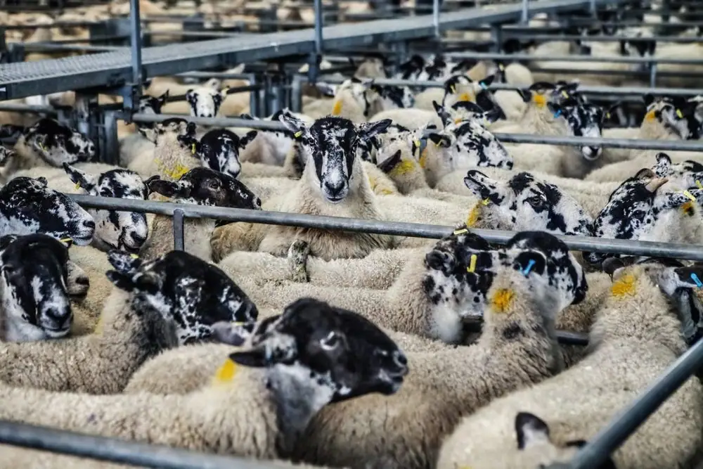 Informe: Una nueva encuesta revela lo poco que sabemos sobre el uso de antibióticos en la ganadería mundial.