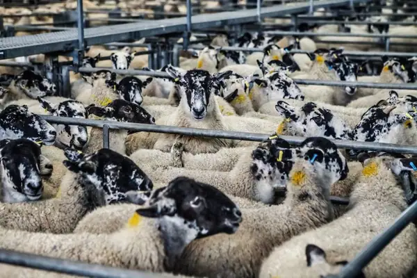 Report: New Survey Reveals How Little We Know About Global Livestock Antibiotics Use