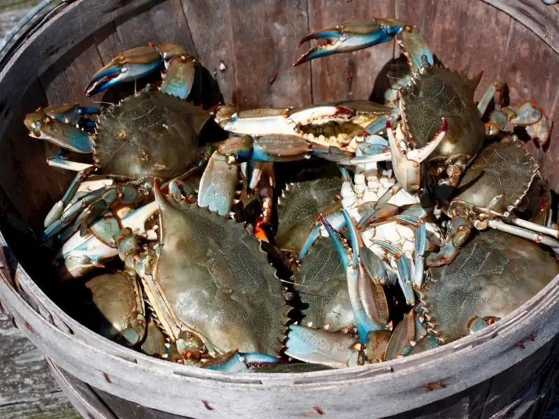 Tips for Cooking Blue Crab