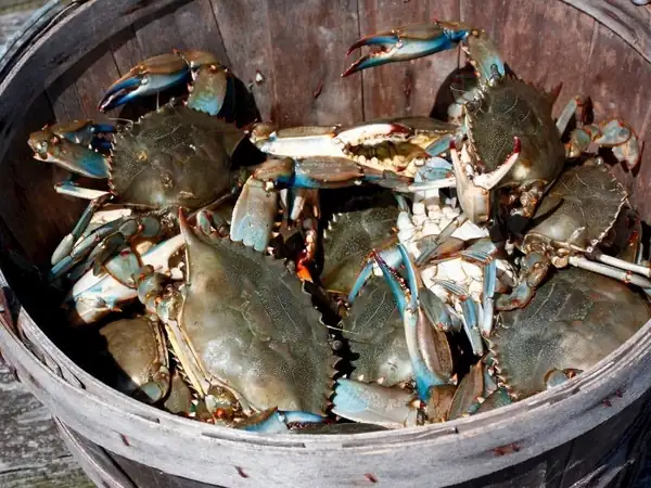 Tips for Cooking Blue Crab