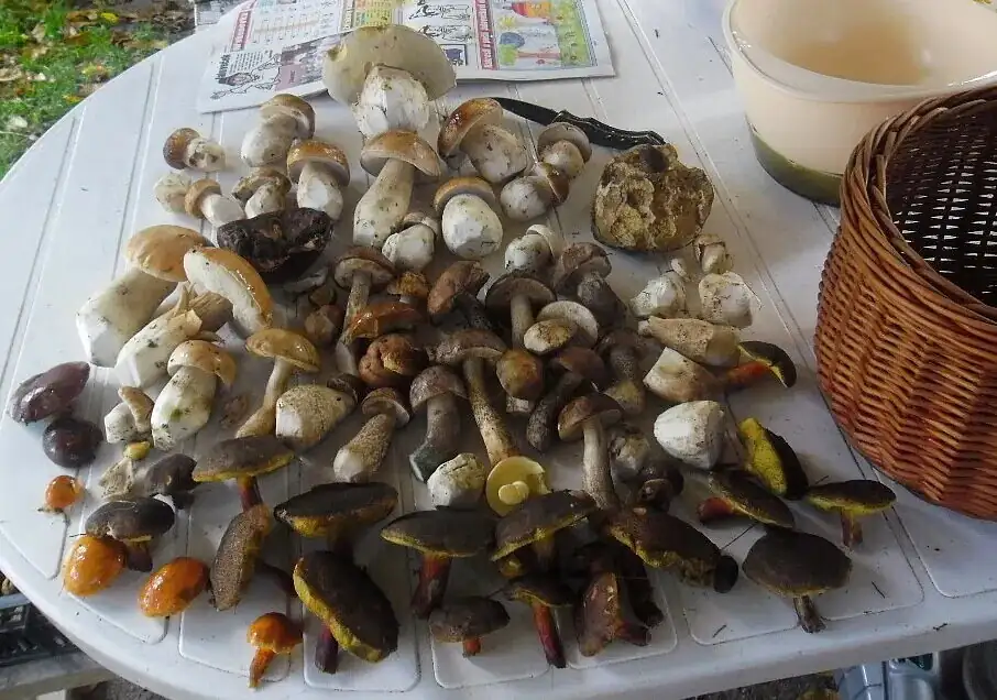 Use your mushroom harvest to make a fragrant mixture. It's great on toast, with meat, and as a stock for the winter