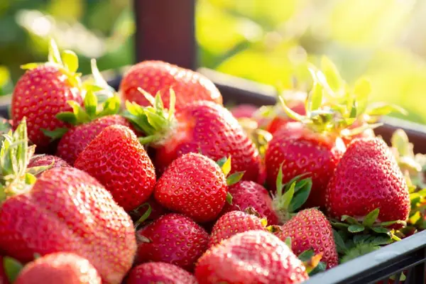 EXCLUSIVE: Rural indoor agriculture is a 'critical' part of our food systems, says new report from EIT Food