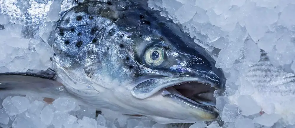 Local Atlantic Salmon From Tasmania