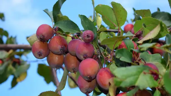 Can You Get Sick From Eating Crab Apples?