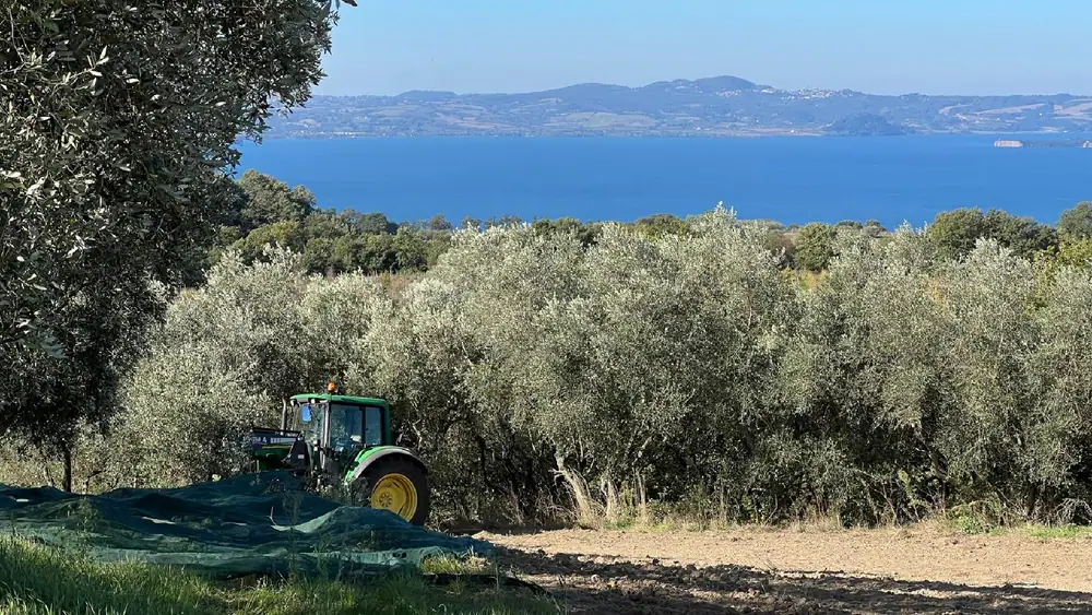 Tuscia Producer Builds a Legacy of Award-Winning Organic Oils
