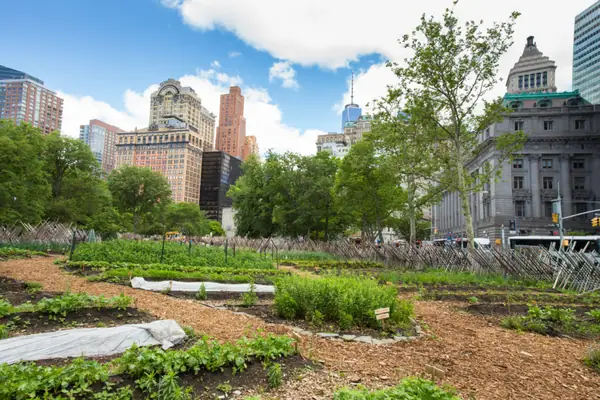 How Can New York Meet the Challenges of Urban Agriculture?