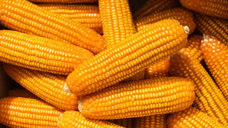 14 Corn Varieties You May Not Have Heard Of