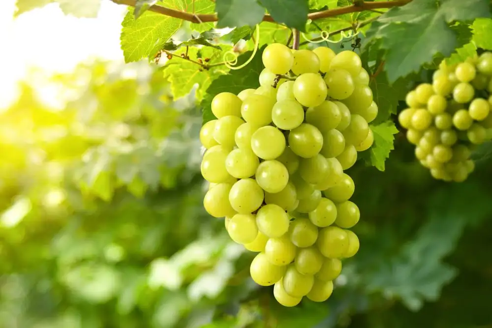 Meet China’s popular peppercorn-flavored table grapes