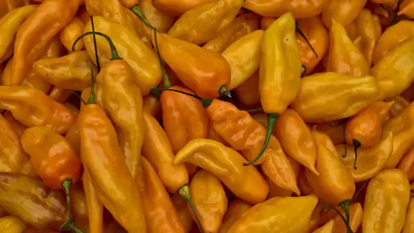Ají Amarillo, el ají peruano “suave”, la estrella del ceviche