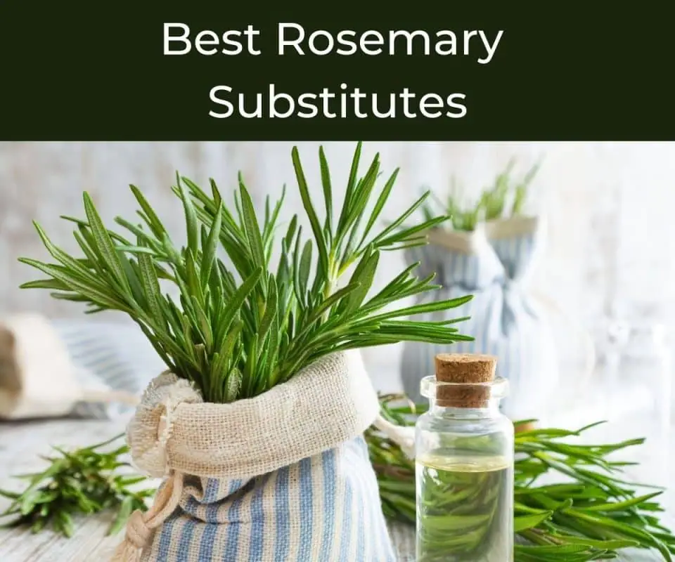 Best Rosemary Substitutes. No Rosemary left? Here’s What to Substitute it with!