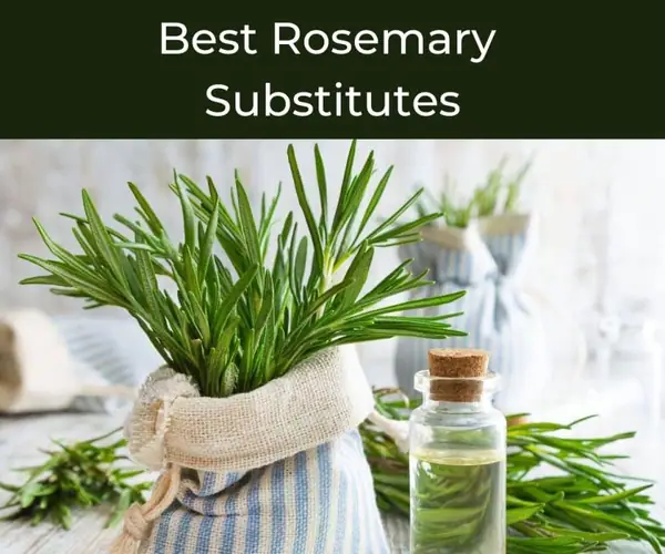 Best Rosemary Substitutes. No Rosemary left? Here’s What to Substitute it with!