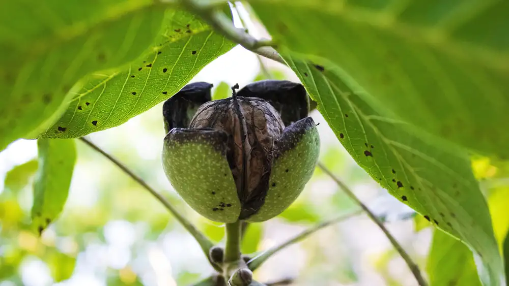 How to tell if a walnut is ripe: The biggest mistake you'll make is picking it from the tree