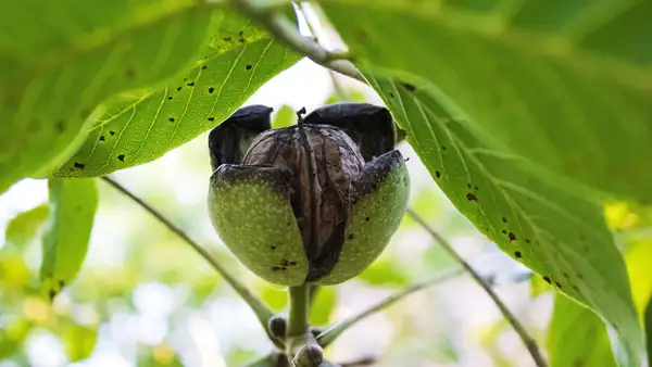 How to tell if a walnut is ripe: The biggest mistake you'll make is picking it from the tree