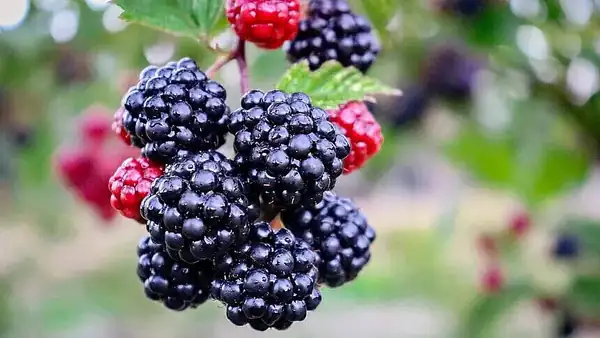 Blackberries still need care after harvest. Three steps will prepare them for the next season