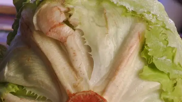 The Science Behind Why Your Lettuce Turns Pink And If Its Safe To Use