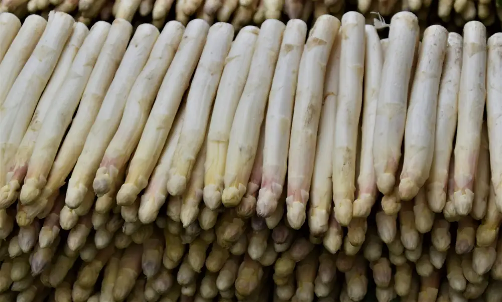 Asparagus season in Germany