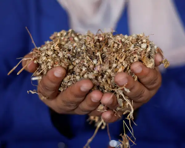 Seeds of hope: how a local farming project is offering a lifeline to Gaza