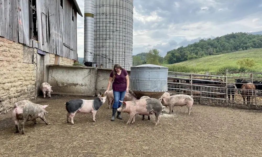 Hog Farming Against the Odds in Rural Wisconsin