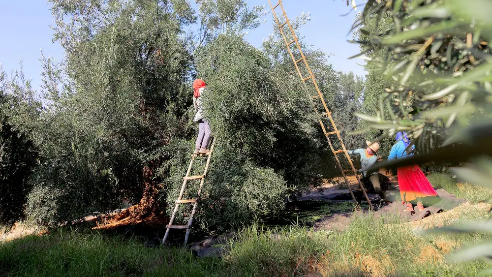 El sector del aceite de oliva peruano prevé una recuperación récord a pesar de los desafíos relacionados con las plagas y el comercio