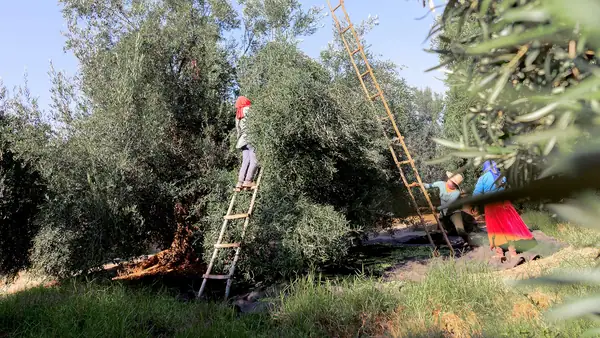 Peru’s Olive Oil Sector Eyes Record Rebound in Despite Pest and Trade Challenges