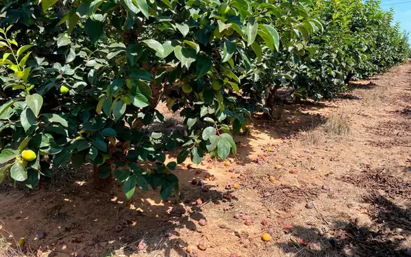 They predict a persimmon harvest of around 240,000 tons in the Valencian Community, 34% less than last season