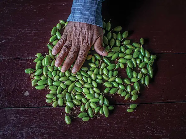 Meet the Farmer Shaking Up the Guatemalan Cardamom Trade