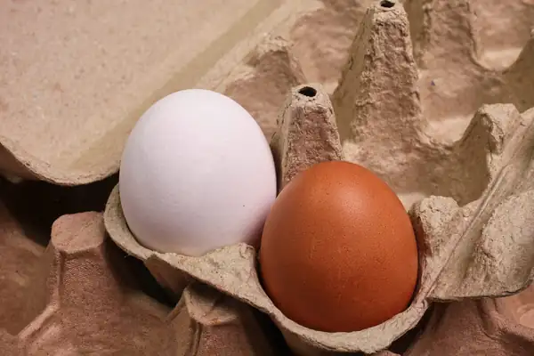 The color of an egg does not determine its flavor or nutritional quality.